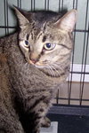 Cleopatra ~ DECLAWED