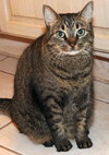 Cleopatra ~ DECLAWED