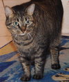 Cleopatra ~ DECLAWED