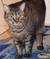 Cleopatra ~ DECLAWED