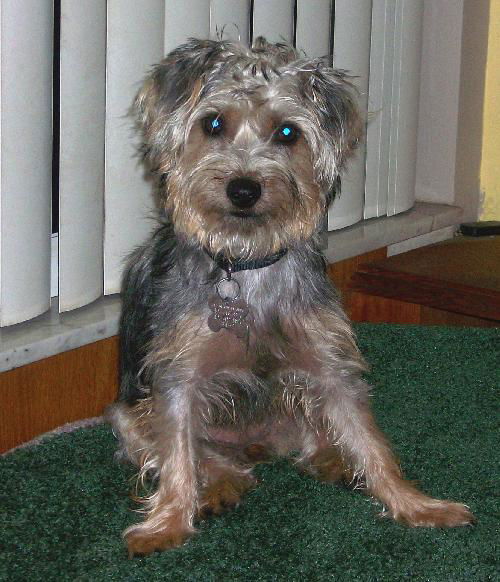 Zoey the Happy Yorkie mix Puppy