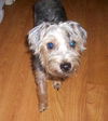 Zoey the Happy Yorkie mix Puppy