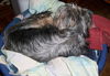 Zoey the Happy Yorkie mix Puppy
