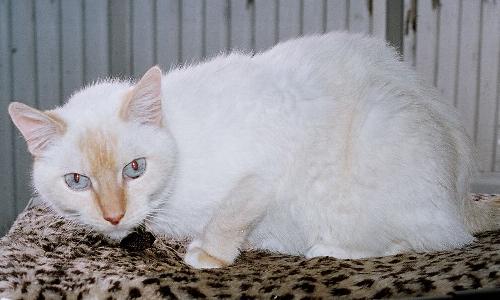 Rocky Balboa ~ DECLAWED