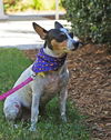 Alice the Rat Terrier