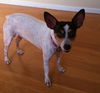 Alice the Rat Terrier