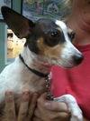 Alice the Rat Terrier