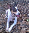 Alice the Rat Terrier
