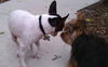 Alice the Rat Terrier