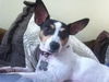 Alice the Rat Terrier