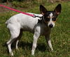 Alice the Rat Terrier