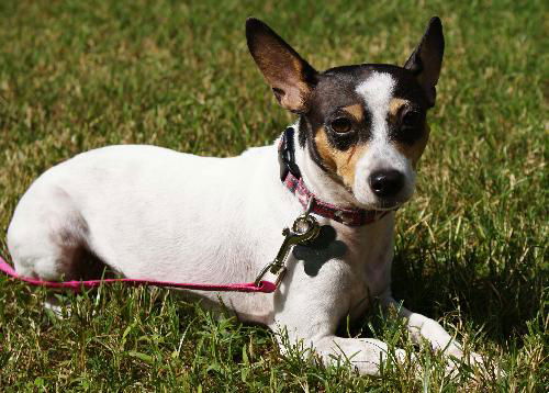 Alice the Rat Terrier