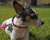 Alice the Rat Terrier