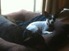 Alice the Rat Terrier