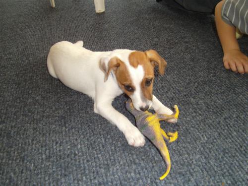 Max the Purebreed Jack Russell