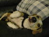 Luke the Beagle Mix Puppy