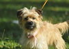 Pixie the Yorkie Mix