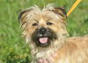 Pixie the Yorkie Mix