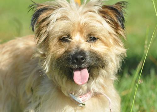 Pixie the Yorkie Mix
