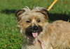 Pixie the Yorkie Mix
