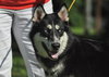Kristie the Husky