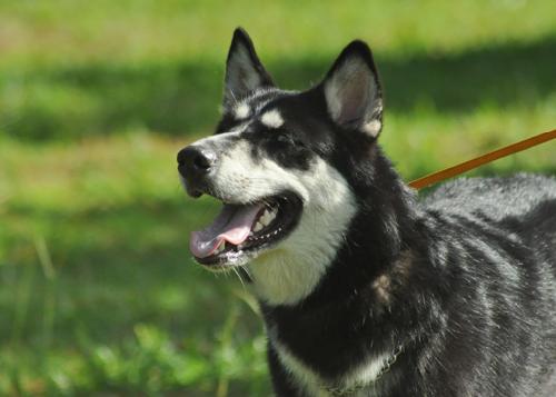 Kristie the Husky