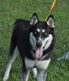 Kristie the Husky