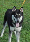 Kristie the Husky