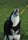 Kristie the Husky