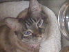 Kiki the Burmese Blue-Eyed, Declawed Beauty