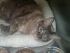 Kiki the Burmese Blue-Eyed, Declawed Beauty