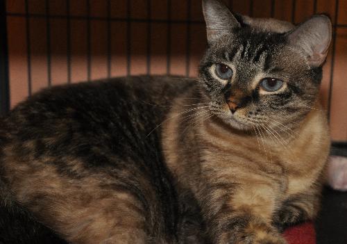 Kiki the Burmese Blue-Eyed, Declawed Beauty