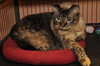 Kiki the Burmese Blue-Eyed, Declawed Beauty