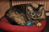 Kiki the Burmese Blue-Eyed, Declawed Beauty