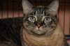 Kiki the Burmese Blue-Eyed, Declawed Beauty
