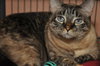 Kiki the Burmese Blue-Eyed, Declawed Beauty