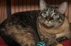Kiki the Burmese Blue-Eyed, Declawed Beauty