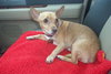Harry the Chihuahua