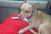 Harry the Chihuahua
