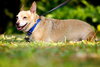 Harry the Chihuahua