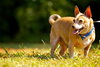 Harry the Chihuahua