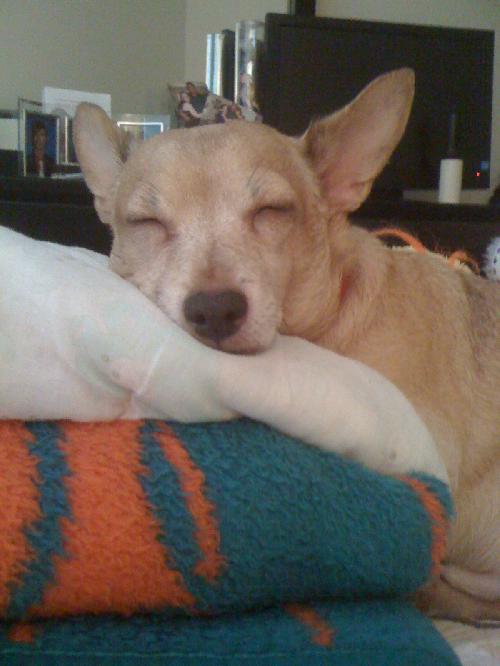 Harry the Chihuahua