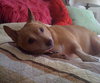 Harry the Chihuahua