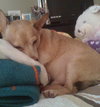 Harry the Chihuahua