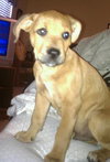 Rocky the Boxer Puppy