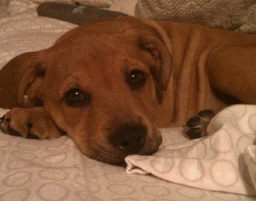 Rocky the Boxer Puppy
