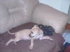 Winnie the Curr Puppy