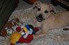 Winnie the Curr Puppy