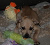 Winnie the Curr Puppy
