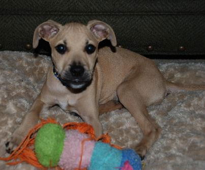 Winnie the Curr Puppy